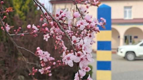 На кордоні з Польщею – черги з 50 авто