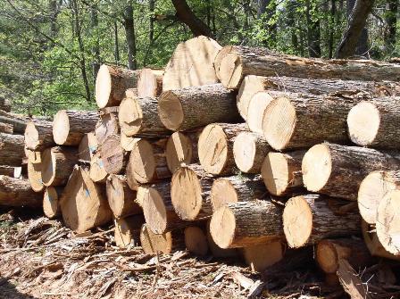 Через рік на Львівщину прийде працювати багато польських фірм, які перероблятимуть лісокругляк – Віктор Галасюк