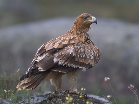Львівські птахи-фотомоделі літатимуть у національному парку