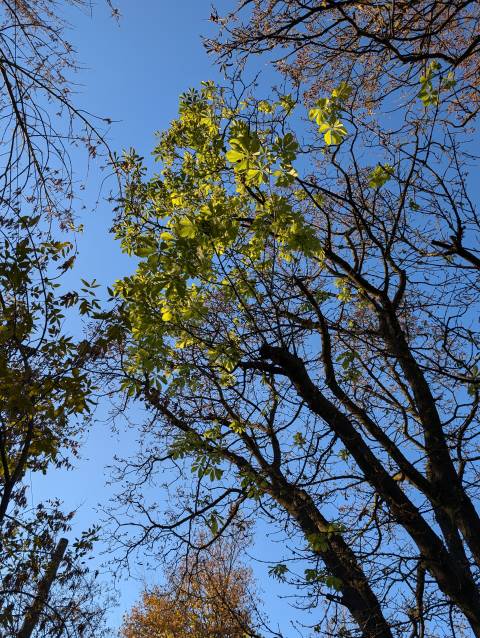 Погода на середу: невеликий дощ, +17°C