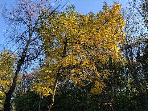 Погода на середу: мінлива хмарність, +24°C