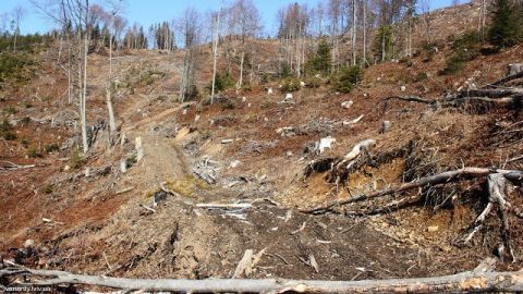 Підрядники Турківського ДЛГП «Галсільліс» проводять рубки попри заборону