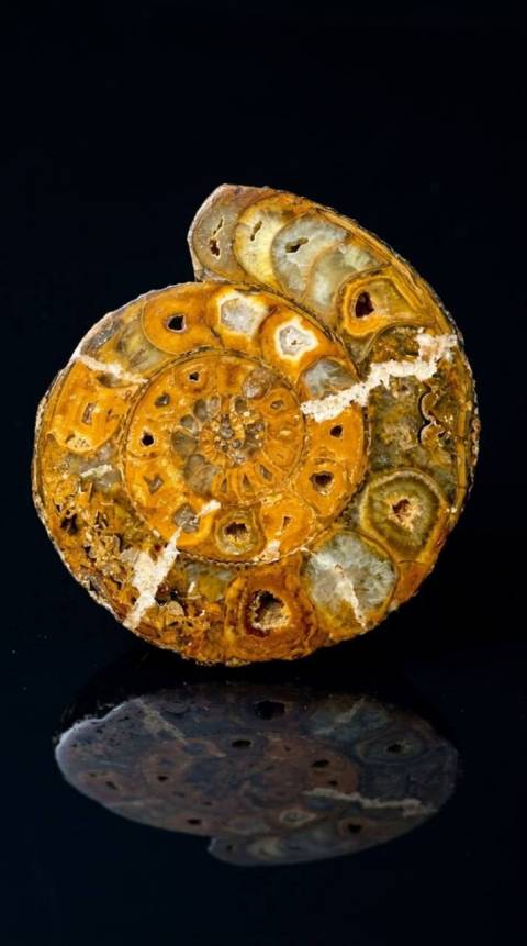 виставка київської дизайнерки та художниці Ольги Шинкаренко «Мушлі з епохи динозаврів»