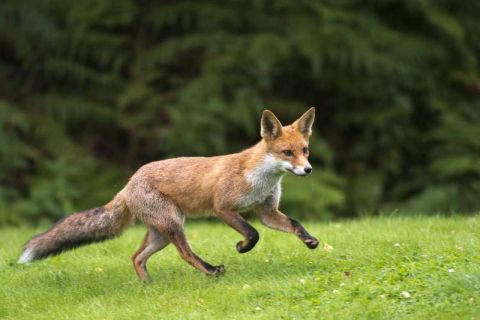 На Львівщині планують створити групи для відлову лисиць