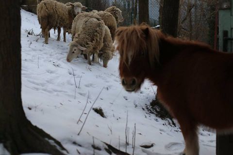 Екологічний опір збирає кошти для тварин, які вижили у покинутій фермі