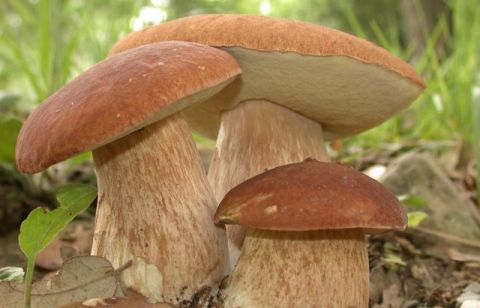 На Самбірщині місцева мешканка отруїлася грибами