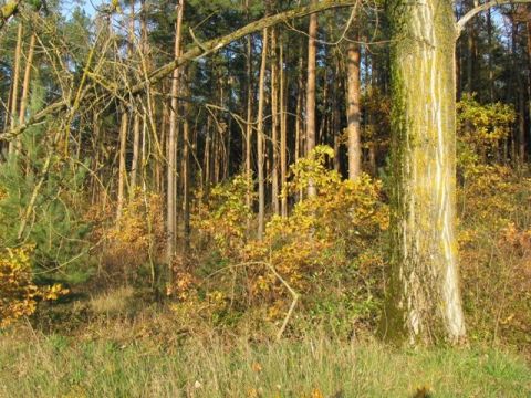 Львівська фірма планувала отримати ліс у Брюховичах для рекреаційних цілей