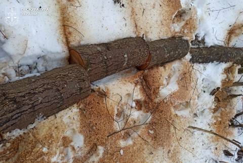 У заказнику Стариці Дністра незаконно вирубали дерева на понад мільйон гривень