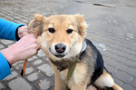У Львові шукають господарів для 26 собак