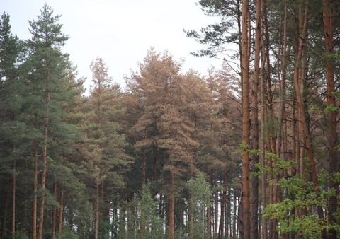 На Львівщині масово висихають соснові ліси