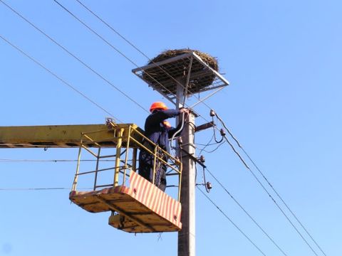 «Львівобленерго» переселило лелечу сім'ю