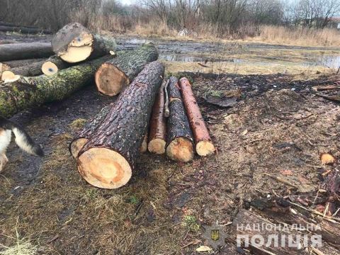 На Яворівщині на приватній пилорамі виявили незаконно зрубані сосни та липи