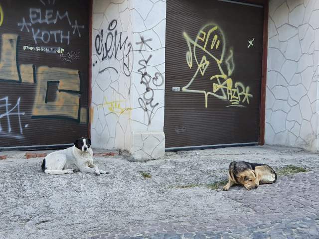 У жовтні Садовий на 200 тисяч профінансував безпритульних собак і котів
