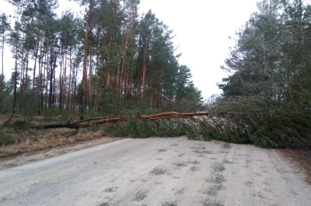 На Львівщині під час бурі на машину впало дерево