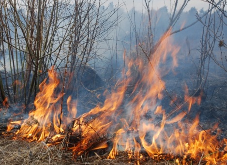 На Львівщині цьогоріч була 161 пожежа через спалювання рослинності