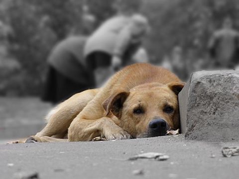 У Львові на сьогоднішній день близько 7000 безпритульних тварин