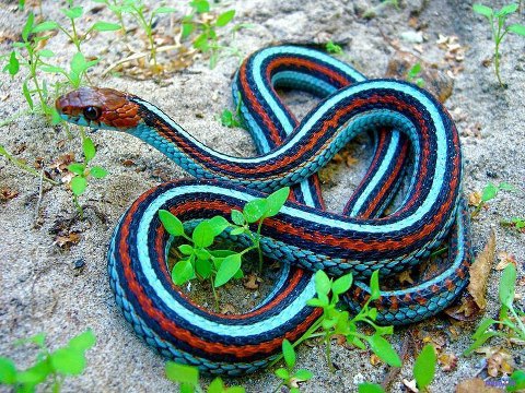На Яворівщині змія вкусила чоловіка
