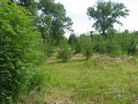 На Львівщині здали в оренду 114 гектарів землі