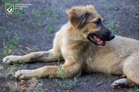 Генштаб ЗСУ оприлюднив втрати росіян на 18 вересня