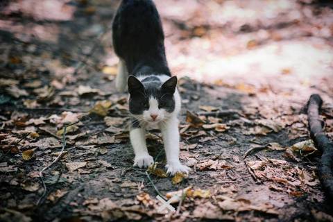 Генштаб ЗСУ оприлюднив втрати росіян на 24 березня