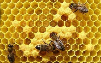 В Україні бджоли опинились на межі вимирання