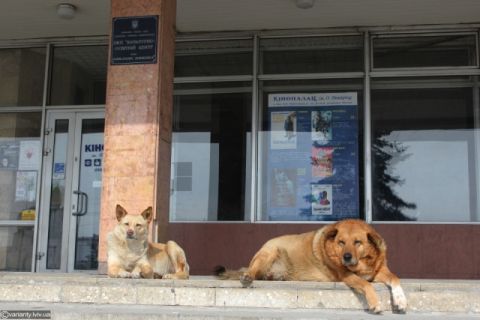 Для безпритульних тварин виділили 123 тисячі з бюджету Львова