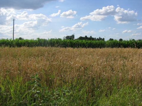 Голову селищної ради на Яворівщині спіймали на махінаціях із землею