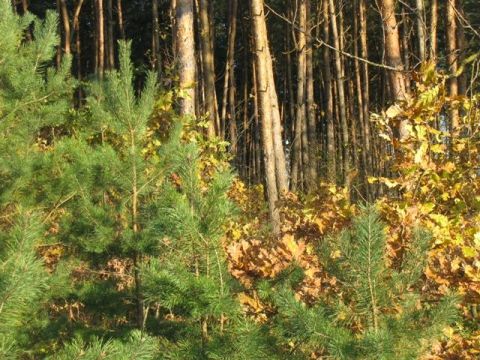 У Дрогобицькому лісництві незаконно зрізали майже 200 дерев