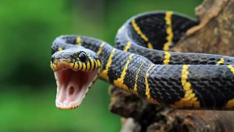 На Львівщині троє людей постраждали від укусів змій за добу