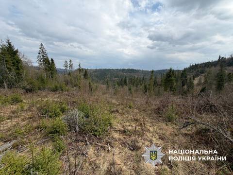 На Львівщині викрили масштабну схему вирубки лісу у Карпатах