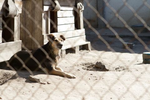 В Києві бездомних собак почали стерилізувати, проте в Харкові досі вбивають – Spiegel