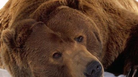 Цього тижня на Львівщині стартує будівництво притулку для диких ведмедів
