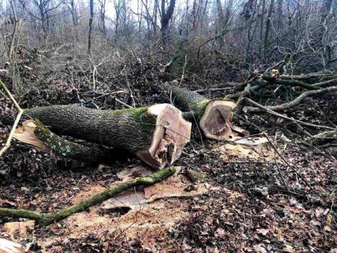 На Стрийщині незаконно вирубали більше 600 дерев