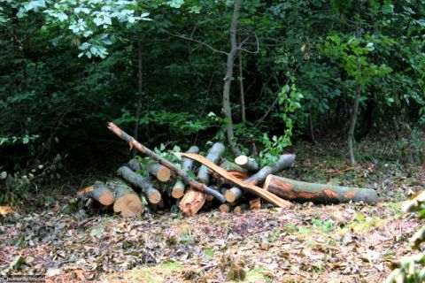 За півроку на Львівщині вирізали майже 7 тисяч га деревини