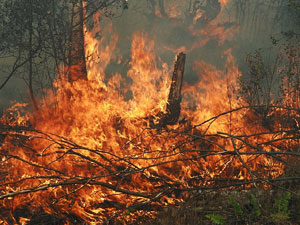 На Жовківщині ліквідували горіння сухостою