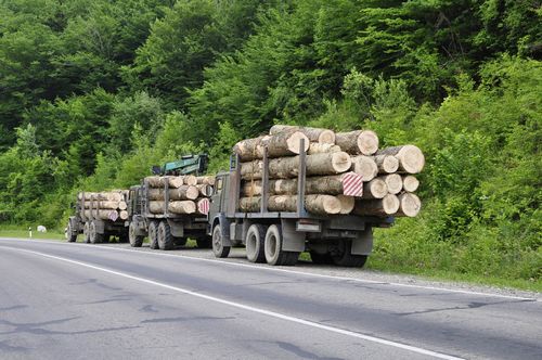 На Львівщині службовці лісгоспу "заробили" на махінаціях 700 тис грн.