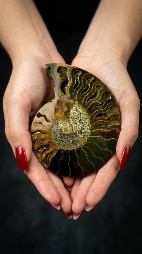 виставка київської дизайнерки та художниці Ольги Шинкаренко «Мушлі з епохи динозаврів»