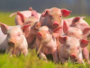 142 тварини завезені на нову селекційну свиноферму у Дублянах