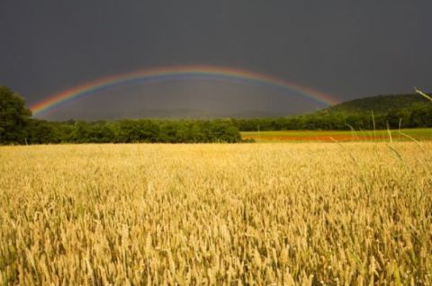 Понад 1 млн. тонн зернових планують зібрати на Львівщині