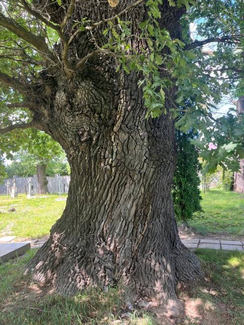 На Львівщині планують створити нову ботанічну пам'ятку природи