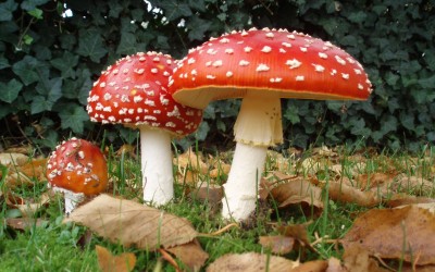 На Самбірщині грибами отруїлося шестеро людей, серед яких ? троє дітей