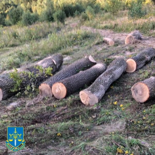 На Львівщині працівник лісгоспу незконно зрізав та продав дерева на півмільйона гривень