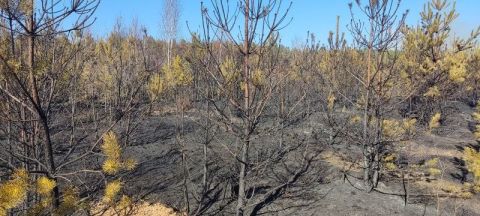 На Львівщині через підпали згоріло майже 10 гектарів лісу