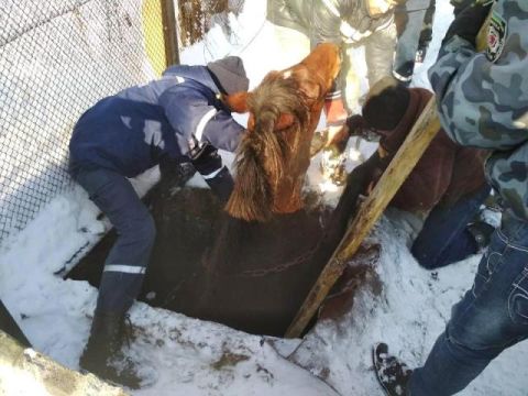 У Бориславі рятувальники витягували з каналізації коня
