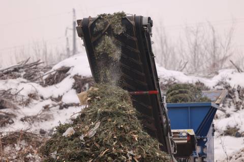 Львів'яни здали на утилізацію понад 10 тонн ялинок