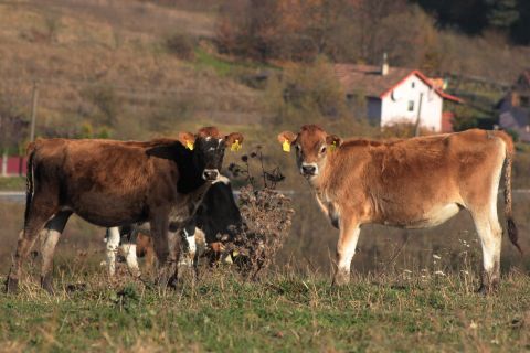 Гастротур смаколиками