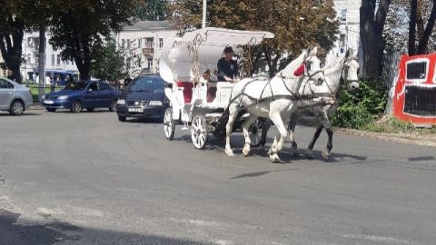 У Львові на маршрутах кінних екіпажів, які катають туристів, встановлять камери