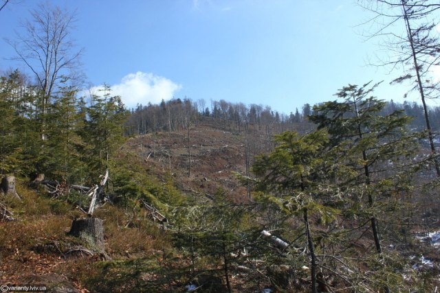 На території Старосамбірського лісництва незаконно вирубують дерева
