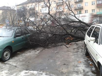 МНС-ники розчистили проїжджі частини Львівщини від 327 повалених дерев за минулу добу