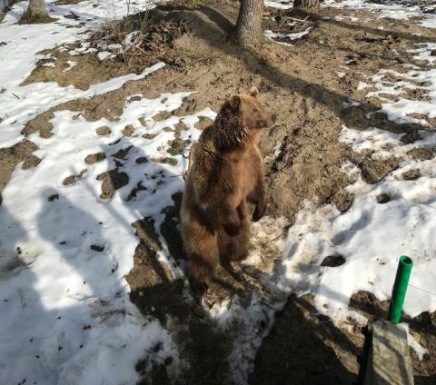 У притулку Домажир перебуватиме 30 ведмедів